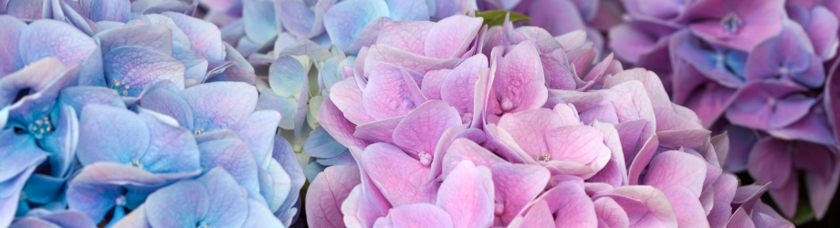 bannière hortensia